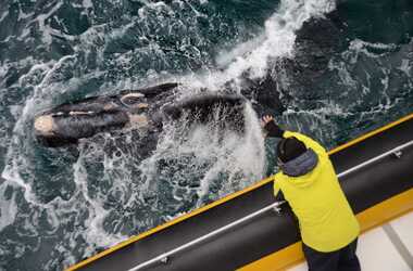 Peninsula Valdes con Avistaje Tradicional